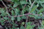 Cutleaf evening-primrose